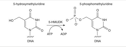 5-羟甲基尿苷 DNA 激酶--NEB