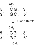 人 DNA（胞嘧啶-5）甲基转移酶（Dnmt1）--NEB