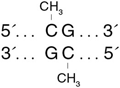 CpG 甲基转移酶（M.SssI）--NEB
