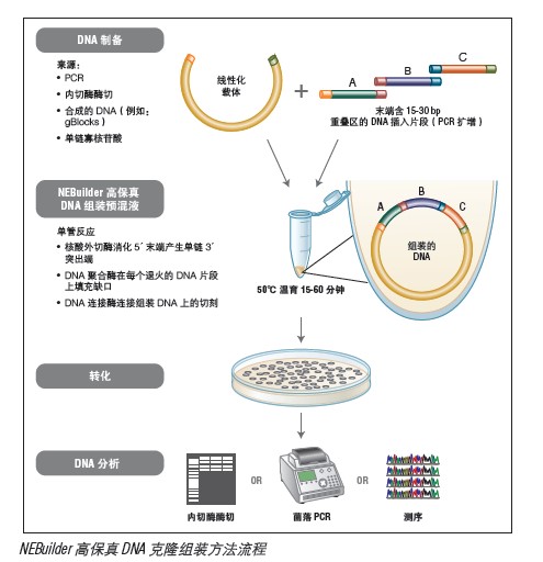 NEBuilder 高保真 DNA 大片段组装试 剂盒/含 NEB 10-beta 感受态细胞--NEB