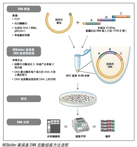 NEBuilder® 高保真 DNA 组装预混液--NEB