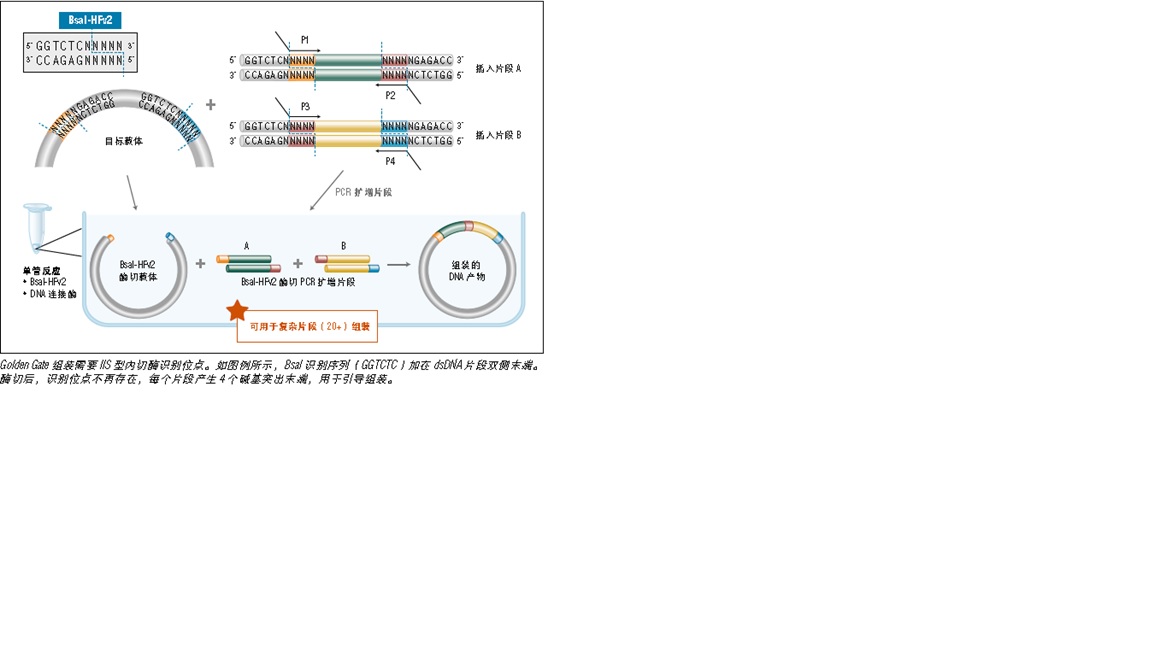 NEB® Golden Gate 组装试剂盒（BsaI-HF®v2）--NEB