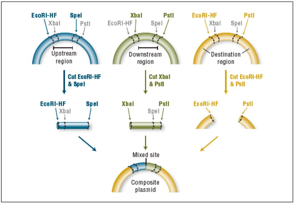 BioBrick® 组装试剂盒--NEB