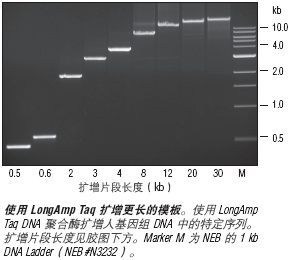 LongAmp® 热启动 Taq DNA 聚合酶--NEB