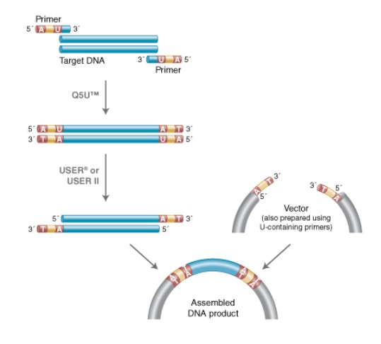 Q5U™ 热启动超保真 DNA 聚合酶--NEB