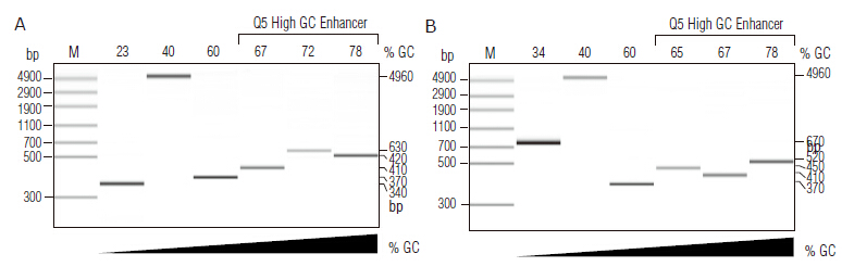 Q5® 热启动超保真 DNA 聚合酶--NEB