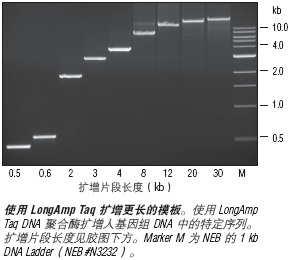 LongAmp® Taq 2X 预混液--NEB