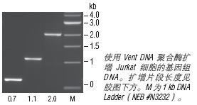 Vent® DNA 聚合酶--NEB