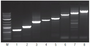 OneTaq 一步法 RT-PCR 试剂盒--NEB