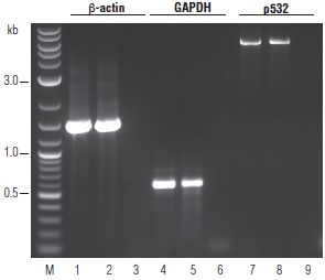 OneTaq RT-PCR 试剂盒--NEB