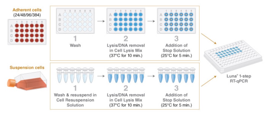 Luna Cell Ready染料一步法 RT-qPCR 试剂盒--NEB