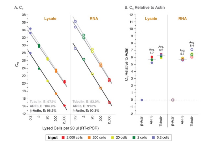 Luna Cell Ready染料一步法 RT-qPCR 试剂盒--NEB