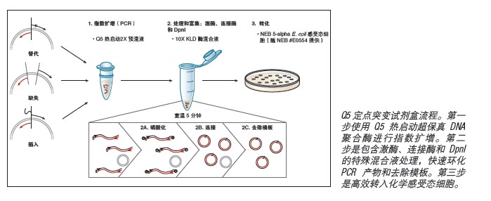 Q5®定点突变试剂盒(不含感受态细胞)--NEB