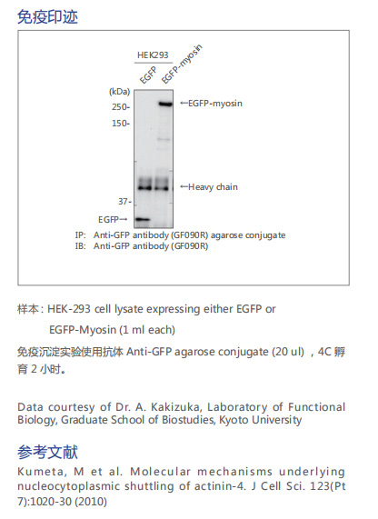 标记标签抗体 : Labeled Epitope Tag Antibody