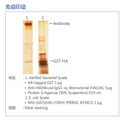表位标记抗体 : Epitope Tag Antibody