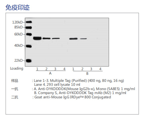表位标记抗体 : Epitope Tag Antibody