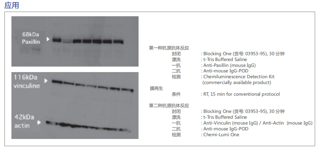 蛋白质免疫印迹再生液 : WB Stripping Solution
