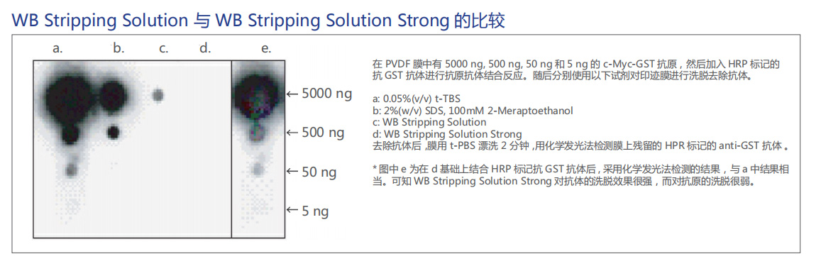 蛋白质免疫印迹再生液 : WB Stripping Solution