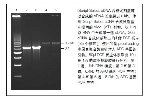 bio-rad反转录试剂iScript cDNA Synthesis Kit
