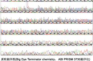Axygen质粒小抽试剂盒