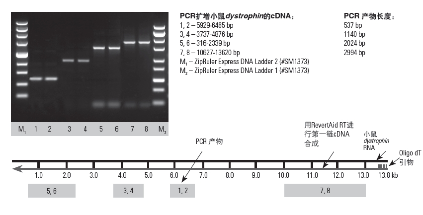 fermentas逆转录试剂盒RevertAid First Strand cDNA Synthes