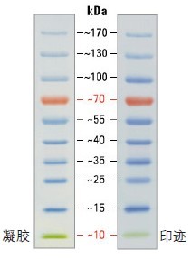 PageRuler预染蛋白Ladder预染蛋白marker（10-170kDa）