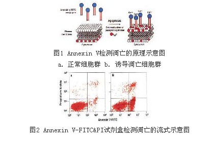 BD细胞凋亡双染试剂盒AnnexinV-FITC/PI