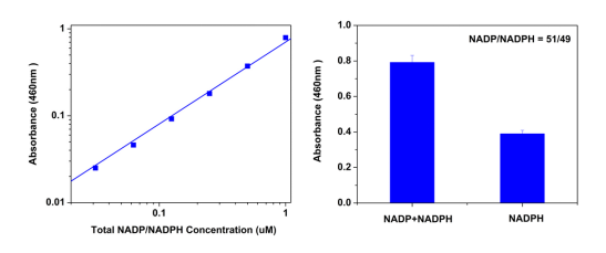 Amplite NADP/NADPH比率检测试剂盒(比色法)    货号15274