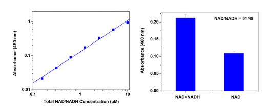Amplite NAD/NADH比率检测试剂盒(比色法)    货号15273